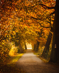 hiking path in colorfull fall autumn colors yellow orange avenue misty dreamy