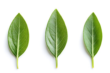 Obraz premium Sage leaves isolated on a white background