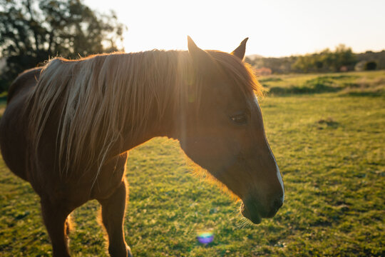 Brown horse in sunlit meadow, serene green landscape, peaceful demeanorClose up portrait of brown horse in golden afternoon light