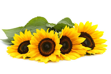 Picturesque sunflower field isolated on a white background