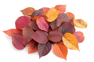 Pile of autumn colored leaves isolated on a white background