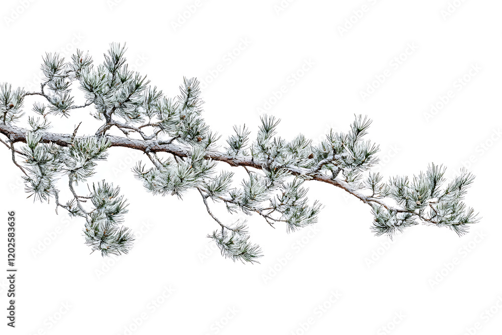 Poster pine tree branch isolated a white background