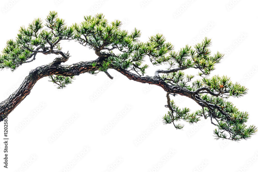 Poster pine tree branch isolated a white background