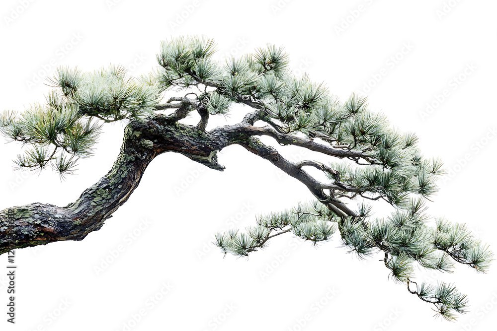 Poster Pine tree branch isolated a white background