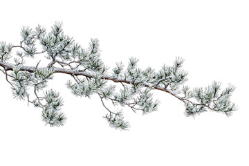 Pine tree branch isolated a white background
