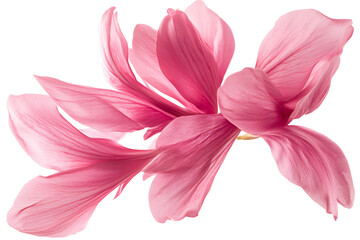 Fototapeta premium Pink petals flying in the air isolated on a white background