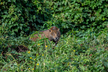 Yaguareté en el Pantanal - Mato Grosso Brasil © Tomas