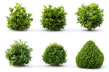 Set of lush garden bushes isolated on a white background