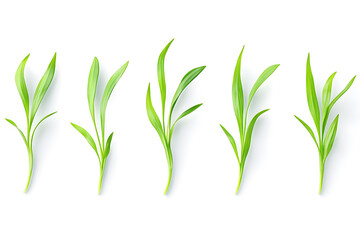 Fototapeta premium Realistic set of green grass sprouts isolated a white background