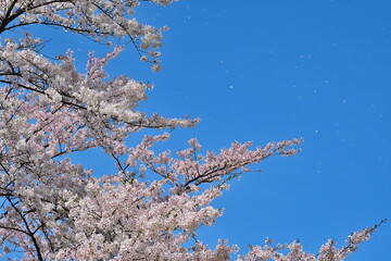 揚川発電所の桜（新潟県）