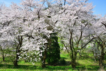 Fototapeta premium 揚川発電所の桜（新潟県）