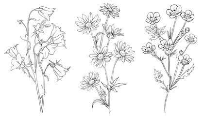Collection of hand drawn flowers and herbs. Botanical plant illustration. Vintage medicinal herbs sketch set of ink hand drawn medical herbs and plants outline sketch.