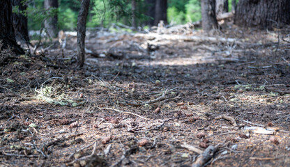 Built up pine needles, dead branches, and pinecones on the forest floor