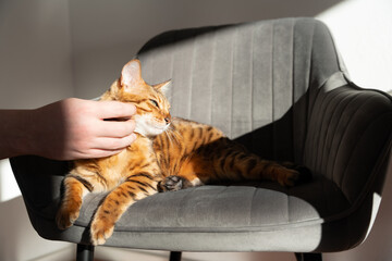 Happy Bengal cat being petted. The pet enjoys the sunlight.