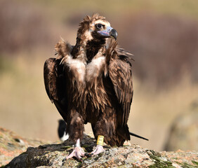 A black vulture in freedom in spain