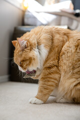 Orange tabby cat holding catnip with paw to eat