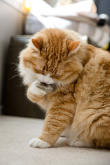 Orange tabby cat holding catnip with paw to eat
