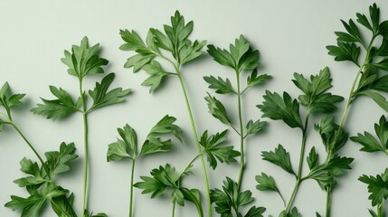 Obraz premium Flatlay Parsley Sprigs Green Background Food Styling