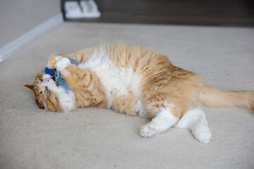 Cute orange tabby cat playing with catnip toys