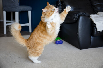 Cute orange tabby cat playing with catnip toys
