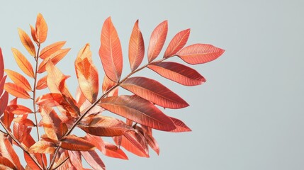 Autumn leaves, studio shot, minimal background, design element