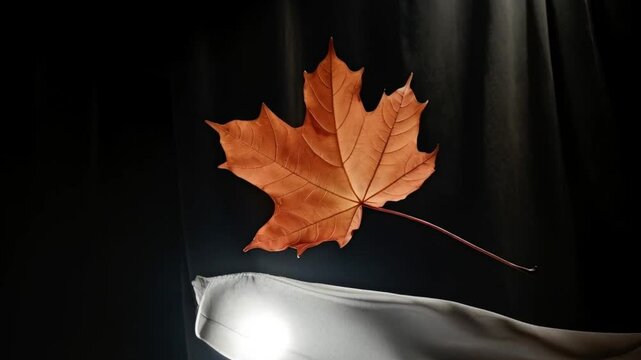 Vibrant autumn old dry maple leaf on dark background