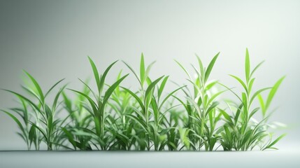 Obraz premium Lush green grass sprouting, studio shot, neutral background, growth concept