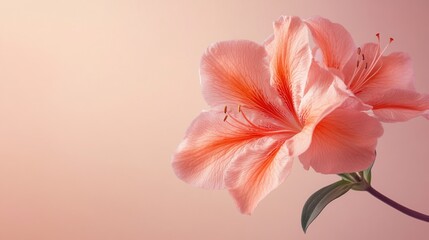 Obraz premium Peach azaleas bloom studio shot, soft background, greeting card