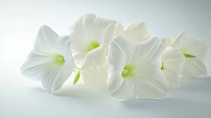 Fototapeta premium White flowers studio shot, soft light background, elegant floral arrangement, wedding invitation design