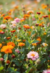 Colorful Wildflowers in Spring Meadow