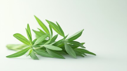 Fototapeta premium Fresh green herb sprig on white background, studio shot, food recipe ingredient