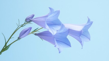 Bluebells blooming, pastel background, studio shot, floral design