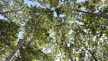 Green leaves trees with sunlight. Group of trees in forest plantation with sunlight through the green leaves peaceful in nature landscape in bottom view with selective focus.