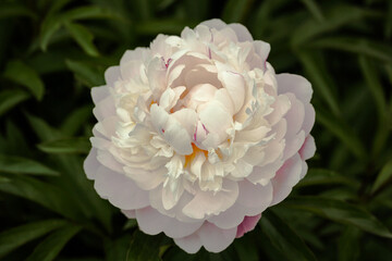 white flower in the garden