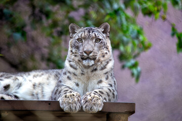 Snow Leopard (Panthera uncia) in the Himalayas and Central Asia