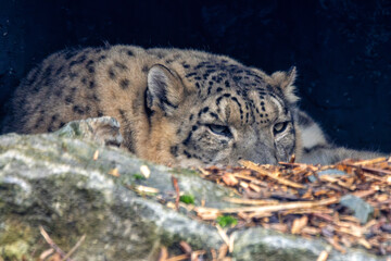 Fototapeta premium Snow Leopard (Panthera uncia) in the Himalayas and Central Asia