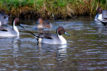 Northern Pintail (Anas acuta) in Bull Island, Dublin