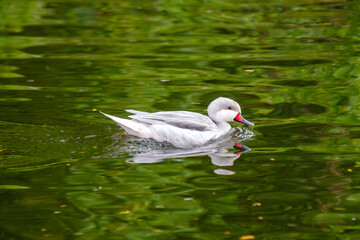Obraz premium White-cheeked Pintail (Anas bahamensis) in Wetlands of the Americas