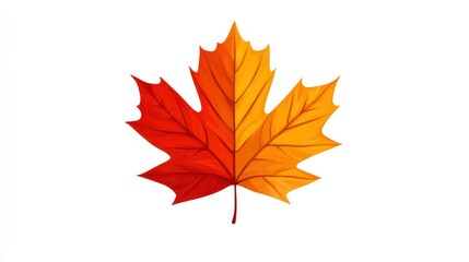 Vibrant red and orange autumn maple leaf isolated on white background.