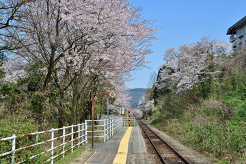 馬下駅の桜（新潟県）