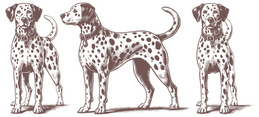 Dalmatian dog vector | dog vector | dog illustration | dog silhouette | dog tattoo | dog engraving | dog drawing