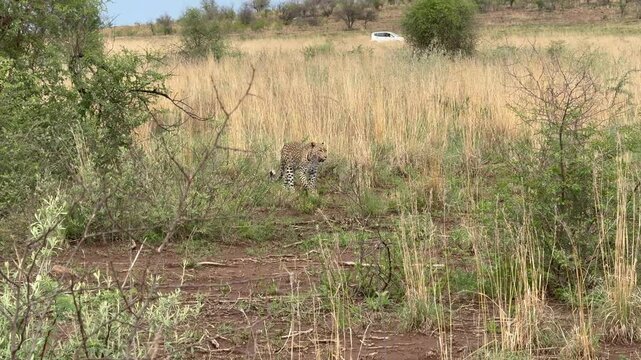 A leopard followed by her cubs moves through a national park in Africa while safari vehicles circle around them,  4K video footage 