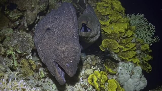 A moray eel hunts for prey, its body half-hidden in the dark crevices of a lush coral reef.