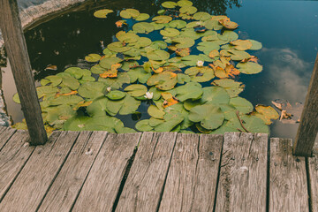 View from an old wooden bridge over a pond with green lily pads and small white blossoms....