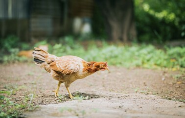 Farmer hen eating in the patio. Portrait of a farmer hen in the yard