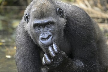 Western lowland gorilla (Gorilla gorilla gorilla), male animal, portrait, Réserve Lésio-Louna nature reserve, near Moembe, Plateau department, Republic of the Congo