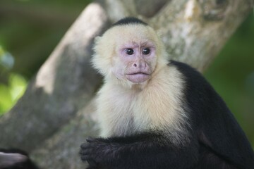 White-shouldered capuchin monkey (Cebus capucinus), Manuel Antonio National Park, Costa Rica, Central America