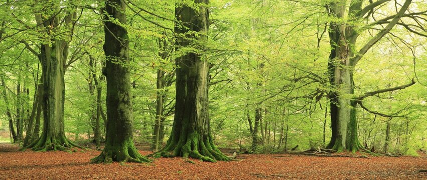 Giant old beech trees in the Hutewald forest with moss-covered roots, natural monument, Sababurg primeval forest, Reinhardswald, Hesse, Germany, Europe