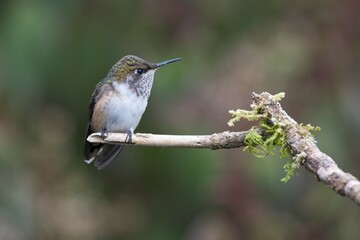 Fototapeta premium Inaguaster hummingbird (Nesophlox lyura), Parque National Los Quetzales, Costa Rica, Central America