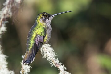 Violet-crowned Brilliant Hummingbird (Eugenes fulgens), Parque National Los Quetzales, Costa Rica, Central America